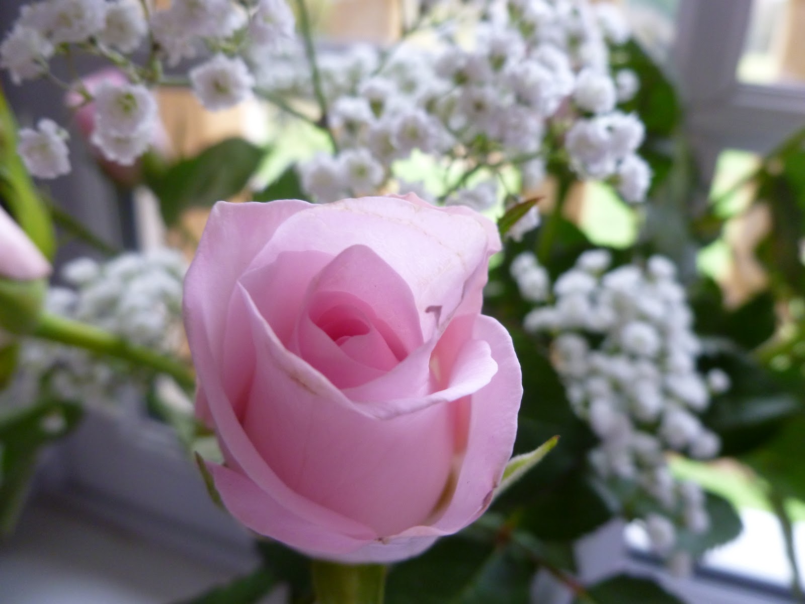 rose