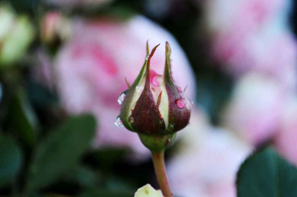 Rose du jardin rosée