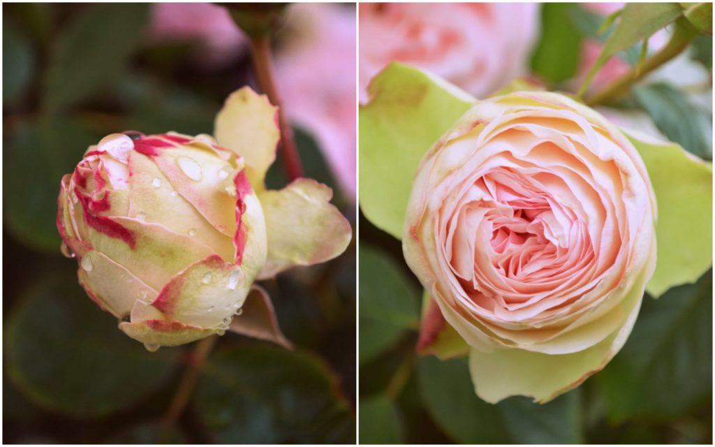 roses du jardin